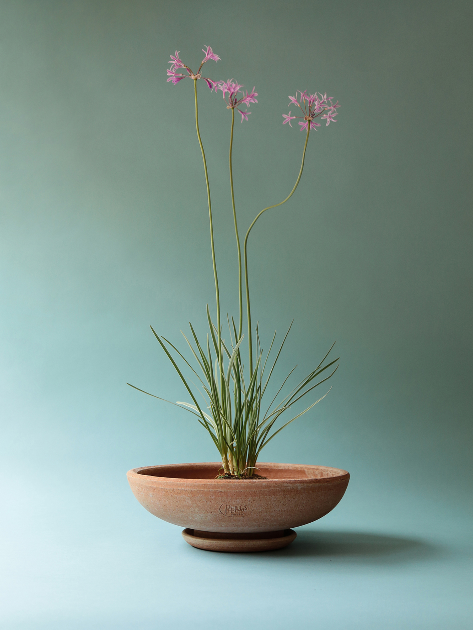 Ada Pflanzschale Raw Ø30 cm - Rosa Ada Pflanzschale Raw Ø30 cm - Rosa